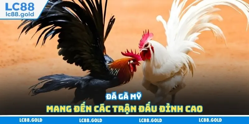 Đá gà Mỹ mang đến các trận đấu đỉnh cao Đá gà Mỹ mang đến các trận đấu đỉnh cao