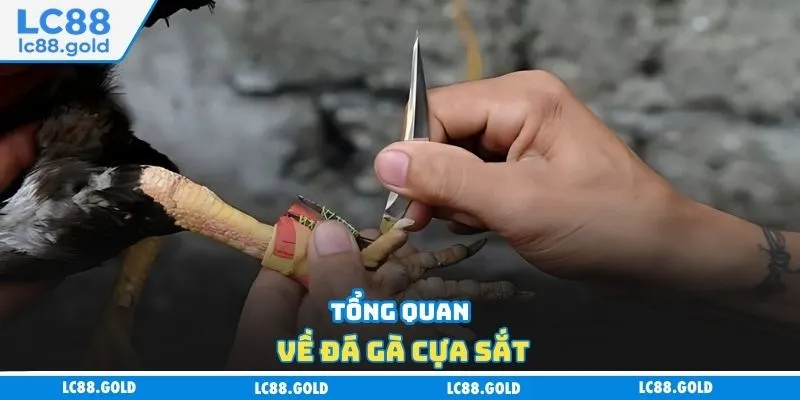 Tổng quan về đá gà cựa sắt Tổng quan về đá gà cựa sắt