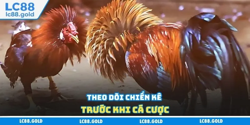Theo dõi chiến kê trước khi cá cược Theo dõi chiến kê trước khi cá cược