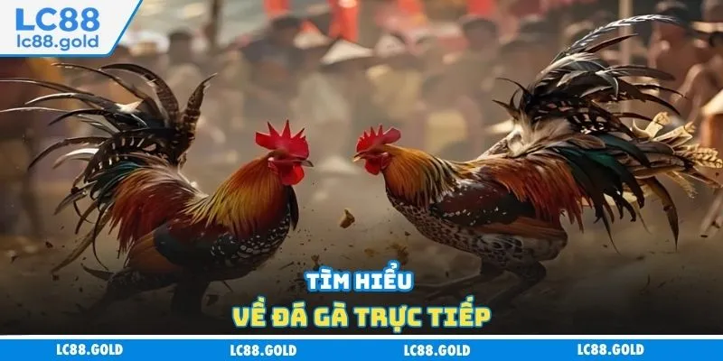 Tìm hiểu về đá gà trực tiếp Tìm hiểu về đá gà trực tiếp